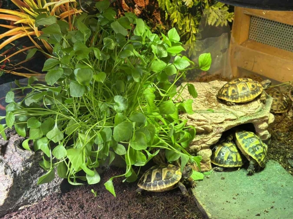 BioTopf Kräuter: Winterpostelein - Portulak im 12er Topf