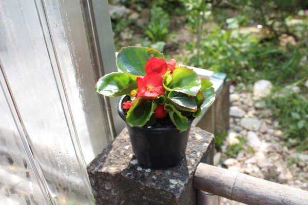 Sommerblumen Eisbegonien - Futterblumen für Reptilien
