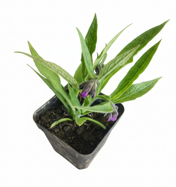 Gewöhnlicher Beinwell (violett) im 11er Topf
