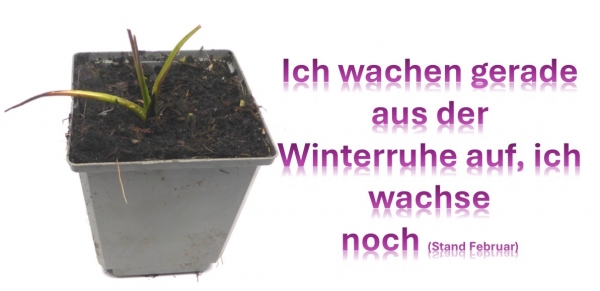 Gewöhnlicher Beinwell (violett) im 11er Topf