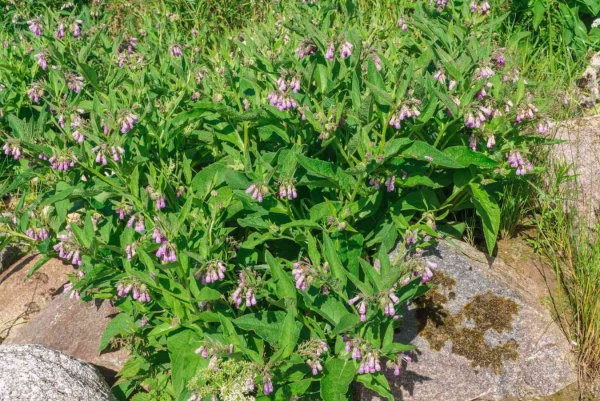 Gewöhnlicher Beinwell (violett) im 11er Topf