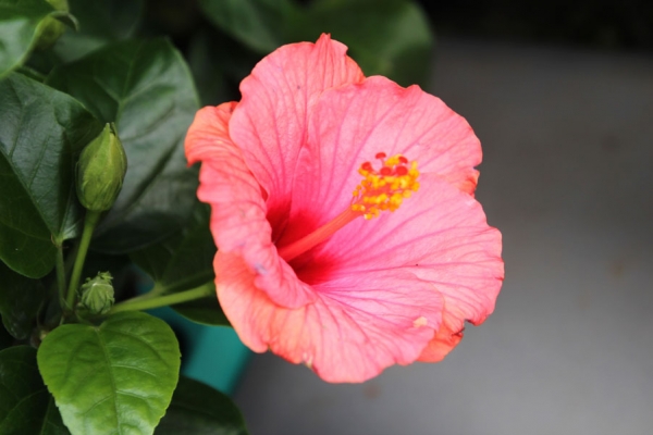 Mediteraner Hibiskus im Topf XL für Indoor - im Sommer auch draußen!