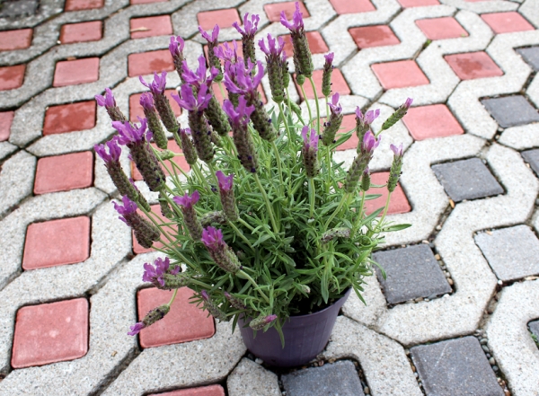 Edellavendel Arten & Schopflavendel (Lavandula stoechas)