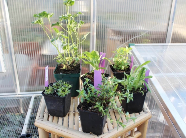 Freilandgehege Versteck & Futterpflanzen 6-er Set - mehrjährig