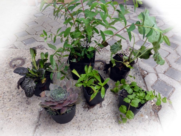 Freilandgehege Versteck & Futterpflanzen 6-er Set - mehrjährig