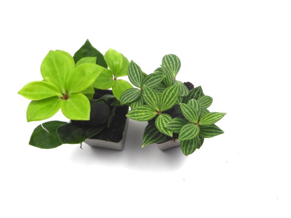 Peperomia "Peppi" Pflanze für Reptilien & Schildkröten Terrarien