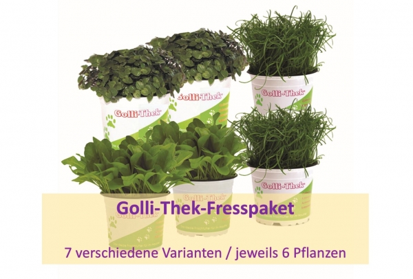 6er Set aus Pflanzen von der Golli-Thek
