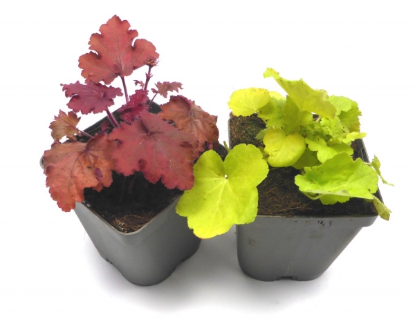 Silberglöckchen "Heuchera" im Topf