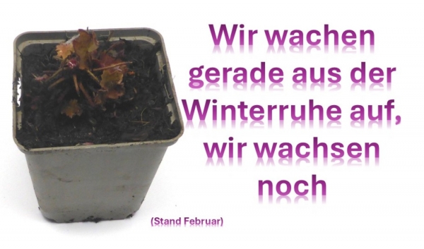 Silberglöckchen "Heuchera" im Topf