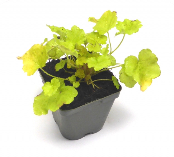 Silberglöckchen "Heuchera" im Topf