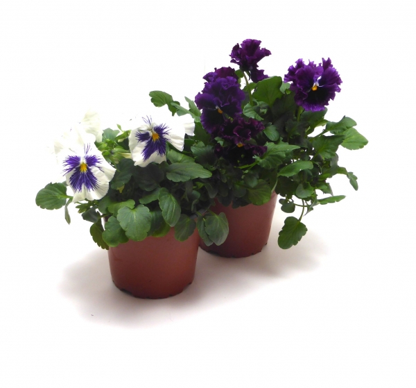 Stiefmütterchen 12cm-Topf