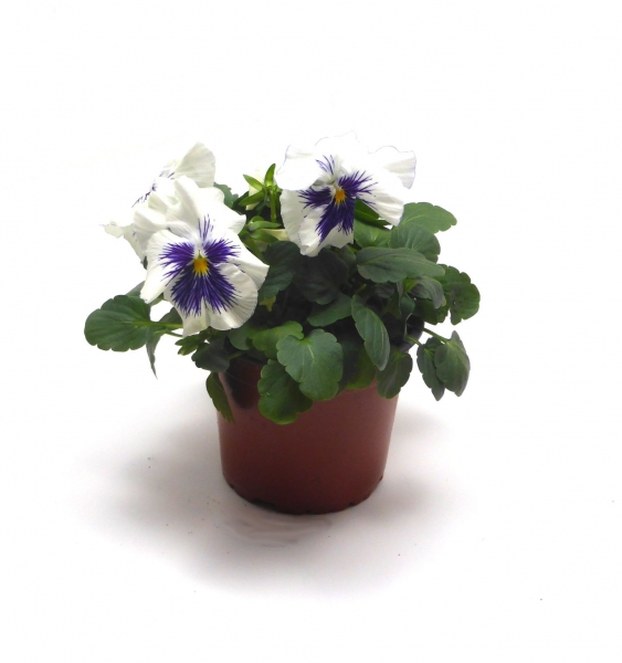 Stiefmütterchen 12cm-Topf