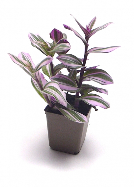 Dreimaster Nanouk Futterpflanze für Reptilien 9cm Topf