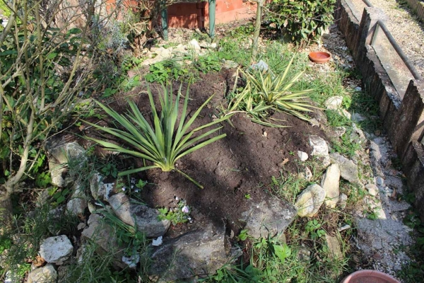 Staudenpflanze Fädrige Palmlilie Yucca