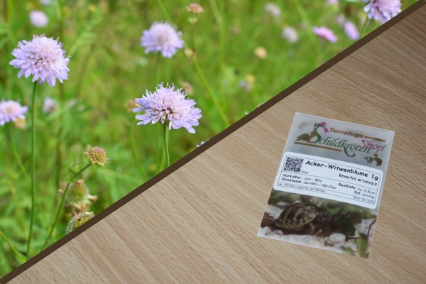 Acker-Witwenblume 1g (Knautia arvensis s.str)