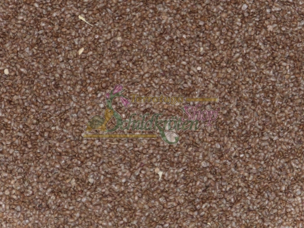 Echtes Barbarakraut 1g (Barbara vulgaris s.str)