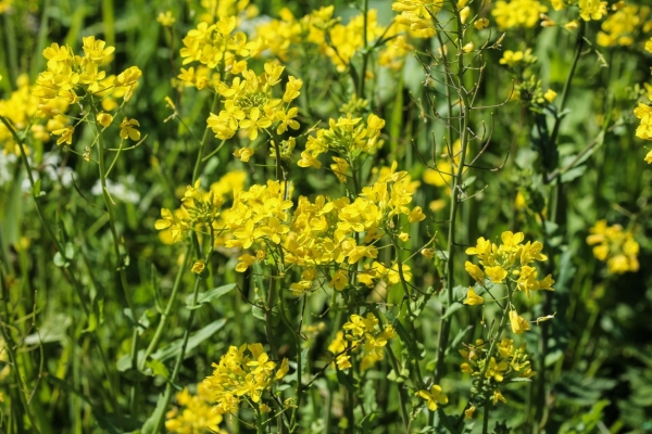 Echtes Barbarakraut 1g (Barbara vulgaris s.str)