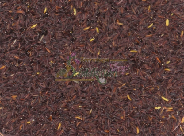 Gewöhnliches Bitterkraut 1g (Picris hieracioides)