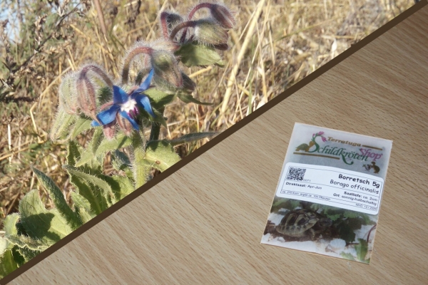 Borretsch 5g   (Borago officinalis)