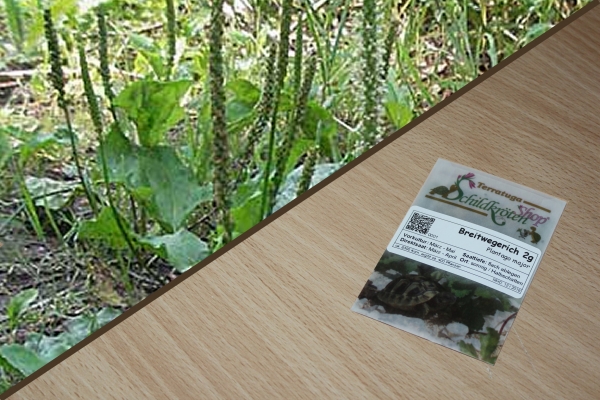 Breitwegerich 2g  (Plantago major s. str.)