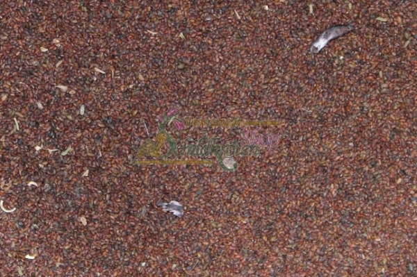 Breitwegerich 2g  (Plantago major s. str.)