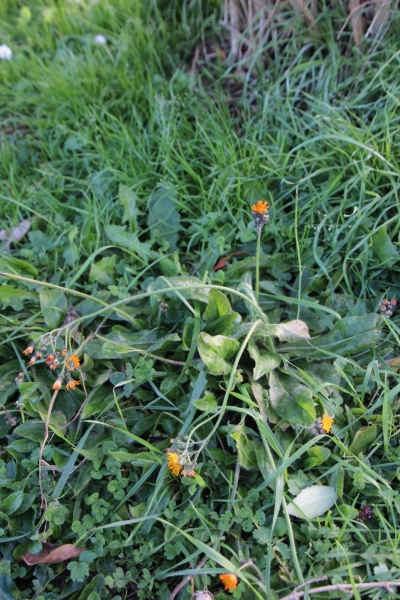 Doldiges Habichtskraut 2g  (Hieracium umbellatum)
