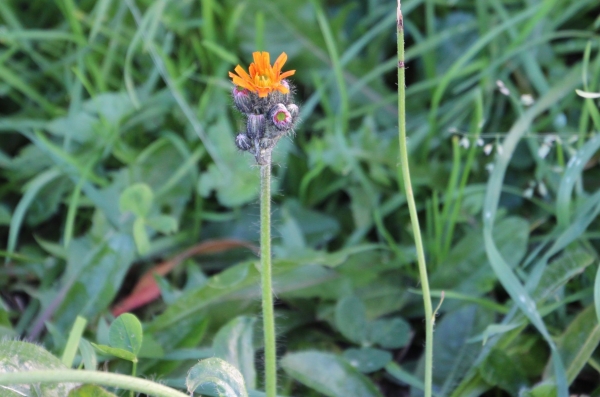 Doldiges Habichtskraut 2g  (Hieracium umbellatum)