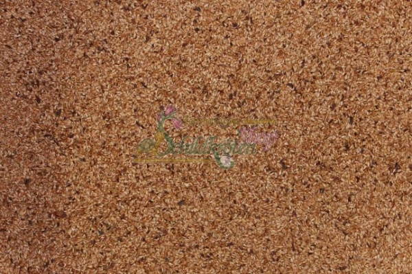 Gewöhnlicher Blutweiderich 2g  (Lythrum salicaria)