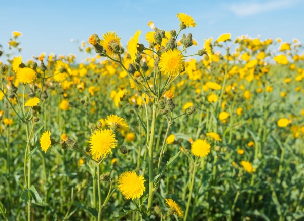 Acker-Gänsedistel 1g  (Sonchus arvensis)