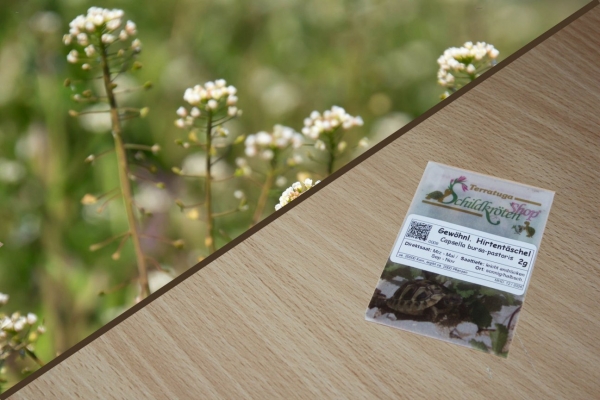 Gewöhnliches Hirtentäschel 2g  (Capsella bursa-pastoris)