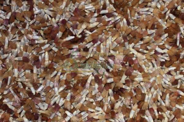 Kornblume 3g  (Centaurea cyanus)