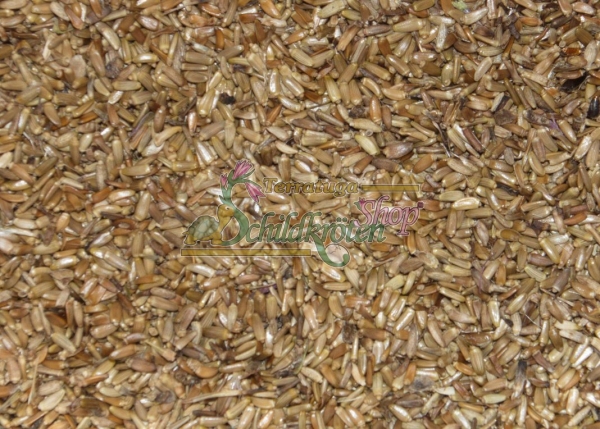 Nickende Kratzdistel 1g (Carduus nutans)