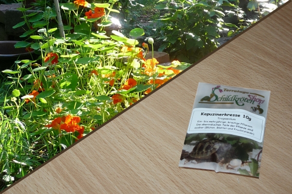 Kapuzinerkresse 5g  (Tropaeolum majus)