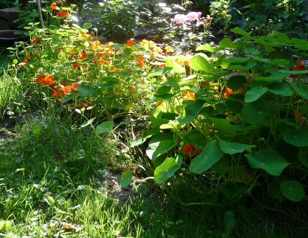 Kapuzinerkresse 5g  (Tropaeolum majus)