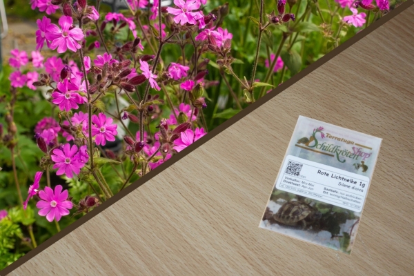 Rote Lichtnelke 1g  (Silene dioica)