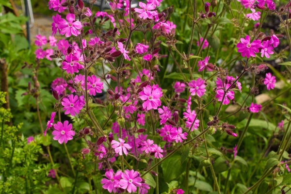 Rote Lichtnelke 1g  (Silene dioica)