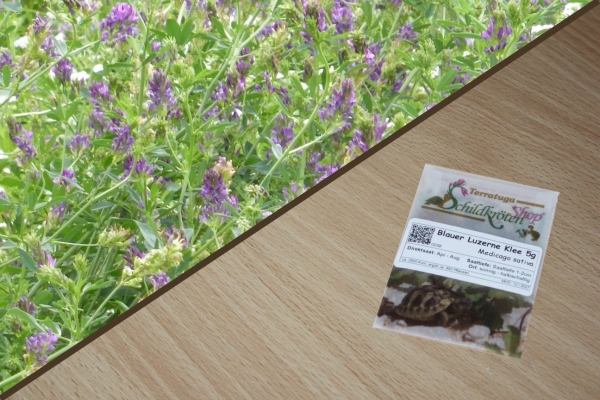 Blauer Luzerne Klee 5g  (Medicago sativa)