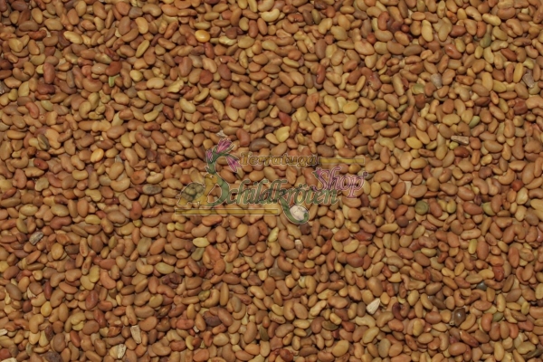 Blauer Luzerne Klee 5g  (Medicago sativa)