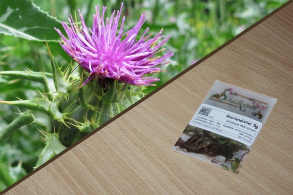 Mariendistel 5g  (Silybum marianum)