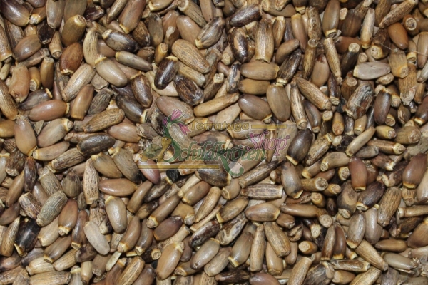 Mariendistel 5g  (Silybum marianum)