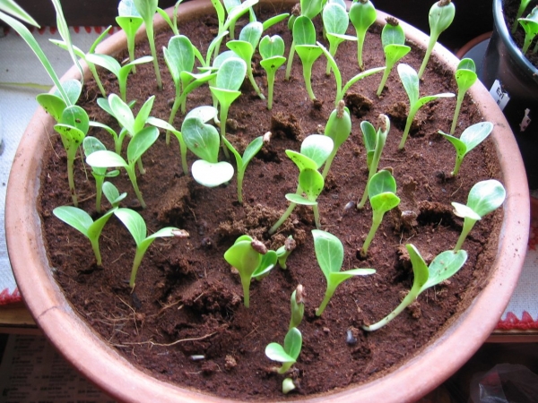 Mariendistel 5g  (Silybum marianum)