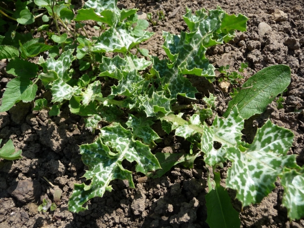 Mariendistel 5g  (Silybum marianum)