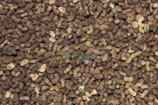 Wilde Malve 2g  (Malva sylvestris)