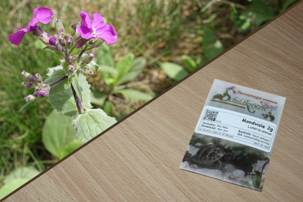 Mondviole 2g (Lunaria annua)