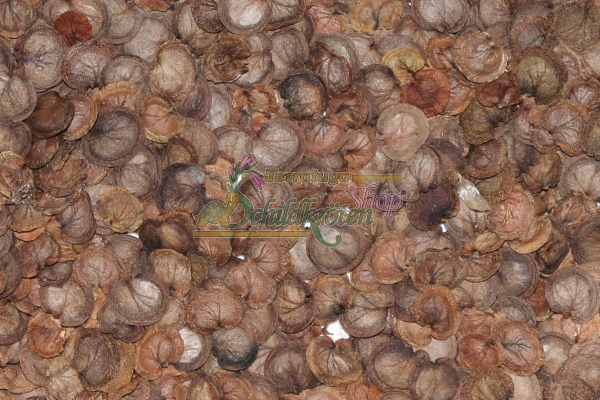 Mondviole 2g (Lunaria annua)