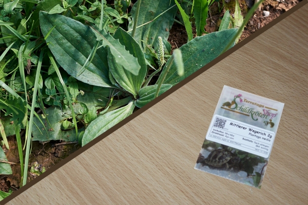 Mittlerer Wegerich 2g (Plantago media)