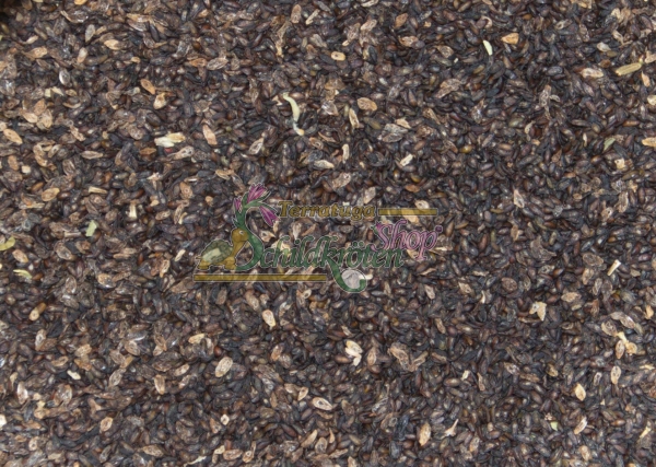 Mittlerer Wegerich 2g (Plantago media)