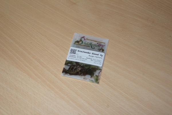 Kriechender Günsel 2g  (Ajuga reptans)