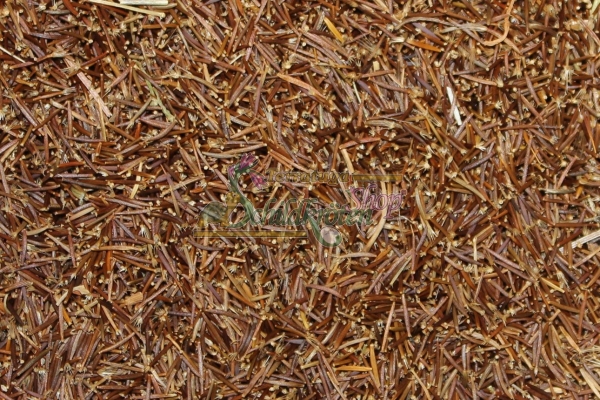 Herbst-Löwenzahn 2g  (Leontodon autumnalis)