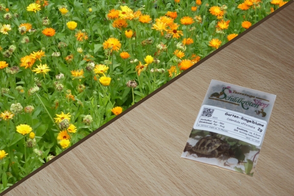 Garten-Ringelblume 2g  (Calendula officinalis)
